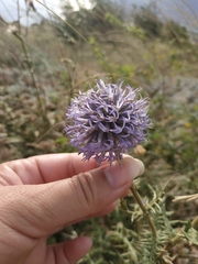 Echinops armatus