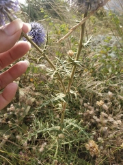 Echinops armatus