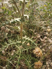 Echinops armatus