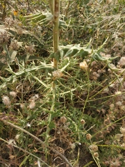 Echinops armatus
