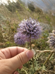 Echinops armatus