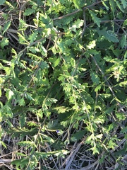 Rorippa cantoniensis