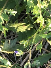 Rorippa cantoniensis