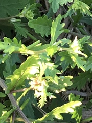 Rorippa cantoniensis