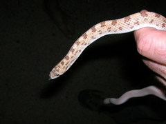 Phyllorhynchus decurtatus