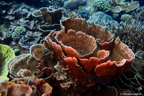 Montipora foliosa observed 2018-11-11