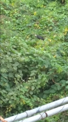 Amaurornis phoenicurus