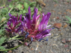 Astragalus lasioglottis