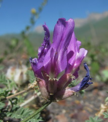 Astragalus lasioglottis