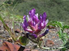Astragalus lasioglottis