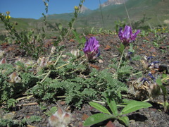 Astragalus lasioglottis