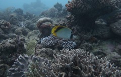 Chaetodon oxycephalus