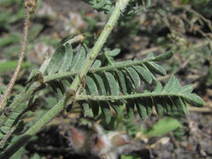 Astragalus lasioglottis