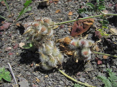 Astragalus lasioglottis