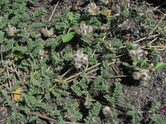 Astragalus lasioglottis