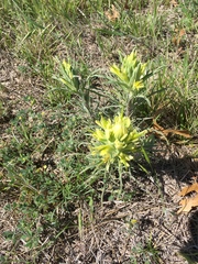 Castilleja citrina