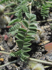 Astragalus lasioglottis