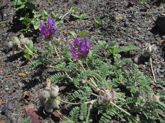 Astragalus lasioglottis