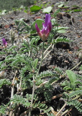 Astragalus lasioglottis