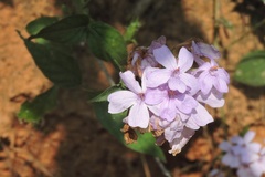 Eranthemum roseum