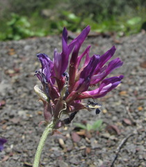 Astragalus lasioglottis
