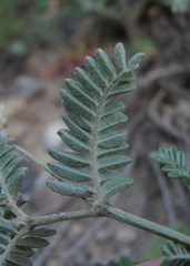 Astragalus lasioglottis
