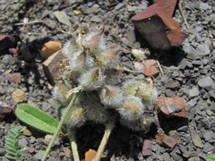 Astragalus lasioglottis