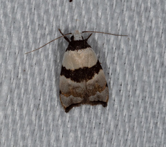Zonopetala glauconephela
