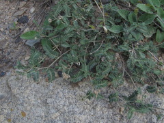 Astragalus lasioglottis
