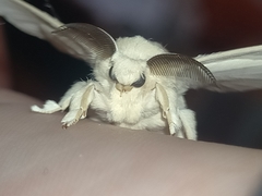 Bombyx mori