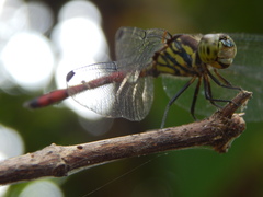Lathrecista asiatica