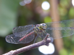 Lathrecista asiatica