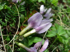 Astragalus levieri