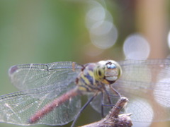 Lathrecista asiatica