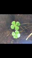 Marsilea macropoda