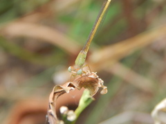 Ceriagrion coromandelianum