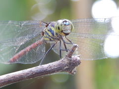 Lathrecista asiatica