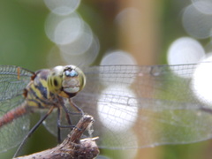 Lathrecista asiatica