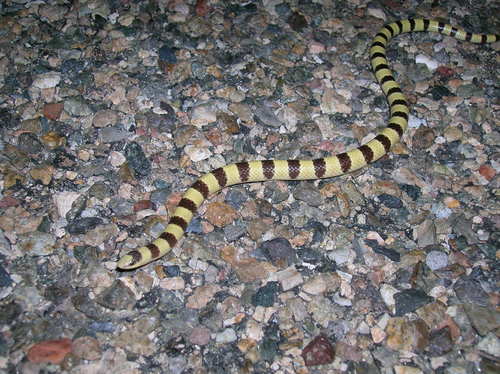 Photo of a Western Shovelnose Snake (Sonora occipitalis)