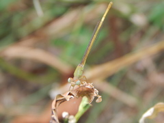 Ceriagrion coromandelianum
