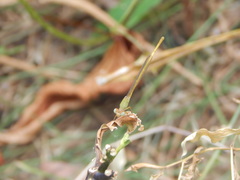 Ceriagrion coromandelianum