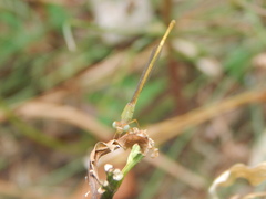 Ceriagrion coromandelianum
