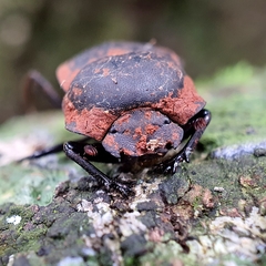 Cephalodesmius laticollis