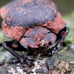 Cephalodesmius laticollis