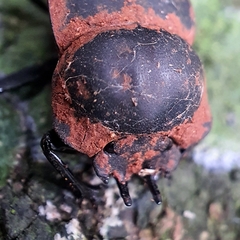 Cephalodesmius laticollis