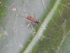 Micropezidae