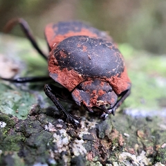 Cephalodesmius laticollis