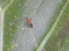 Micropezidae