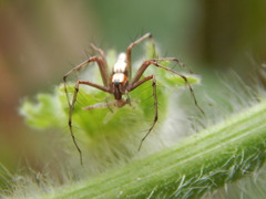 Oxyopes shweta