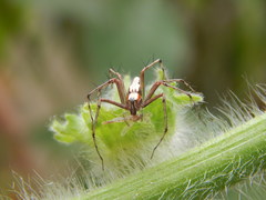 Oxyopes shweta